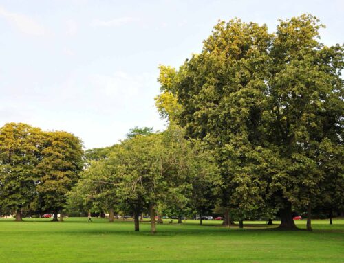 Tower Grove Park